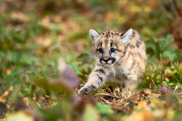 Naklejka na ściany i meble Cougar Kitten (Puma concolor) Steps Forward Paw Extended Autumn
