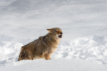 Coyote (Canis latrans) in Snow Mouth Open Winter - 730305838