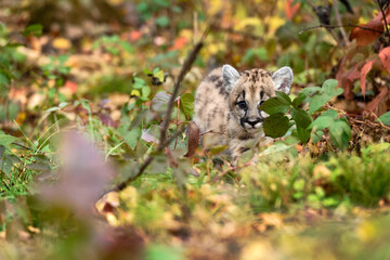 Cougar Kitten (Puma concolor) Peers Out From Behind Leaf Autumn