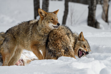 Coyotes (Canis latrans) Snapping and Snarling Winter - 730305873