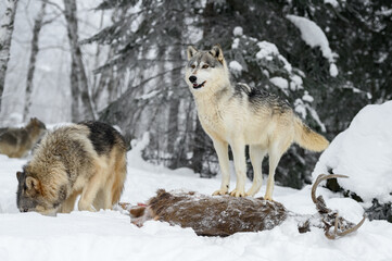 Grey Wolf (Canis lupus) Stands on Top of White-Tail Deer Carcass Winter