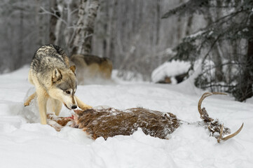 Grey Wolf (Canis lupus) Nibbles at Rear of White-Tail Deer Winter
