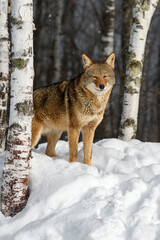 Coyote (Canis latrans) Eyes Closed Next to Birch Tree Winter