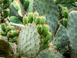 prickly cactus in bloom