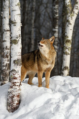 Coyote (Canis latrans) Eyes Closed Next to Birch Howling Winter - 730306073
