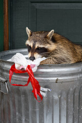 Raccoon (Procyon lotor) Sniffs at Garbage Bag in Can - 730306096