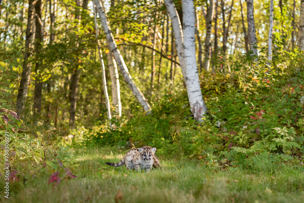 Wall mural Cougar Kitten (Puma concolor) Turns Away From Sibling on Forest Path Autumn