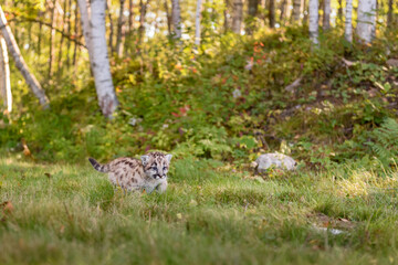 Cougar Kitten (Puma concolor) Walks Right Past Birch Forest Autumn - 730306213