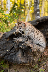 Cougar Kitten (Puma concolor) Crawls to Left on Log Autumn - 730306227