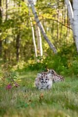 Cougar Kitten (Puma concolor) Walks Away From Sibling on Forest Trail Autumn - 730306248