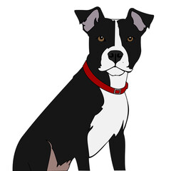 Black and White American Staffordshire Terrier