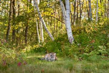 Cougar Kitten (Puma concolor) Turns Away From Sibling on Forest Path Autumn - 730306271