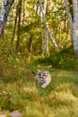 Cougar Kitten (Puma concolor) Walks on Forest Trail Autumn - 730306278