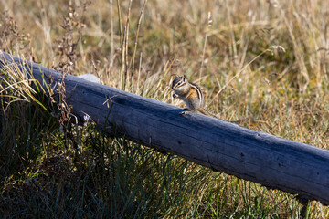 Close up of a chipmunk feeding