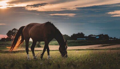 A horse in nature beautiful scenary, sunset, evening time, dark 