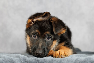 cfunny close up portrait of a german shepherd puppy lying on grey background