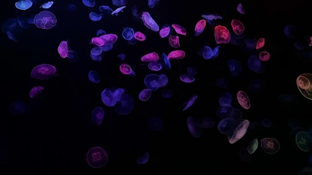 moon jellyfish ranbow color 4K UHD