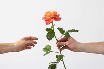 A man giving a rose to a woman. Two hands with a beautiful rose, love concept. 