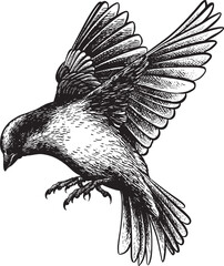 bird vintage engraving hand drawing 1