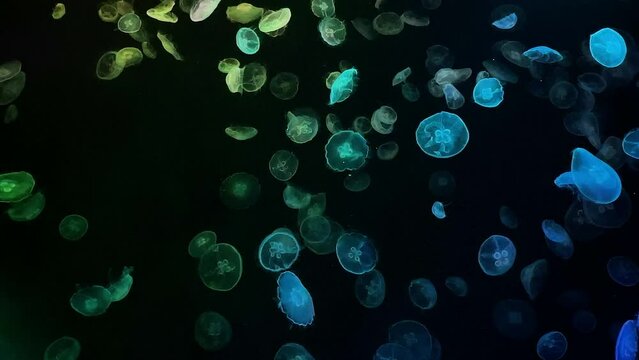 moon jellyfish ranbow color 4K UHD