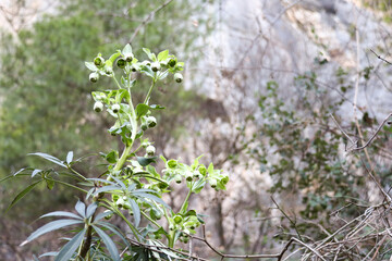 Helleborus Foetidus flowers in the forest