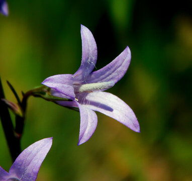 raponchigo purple flower in wild nature