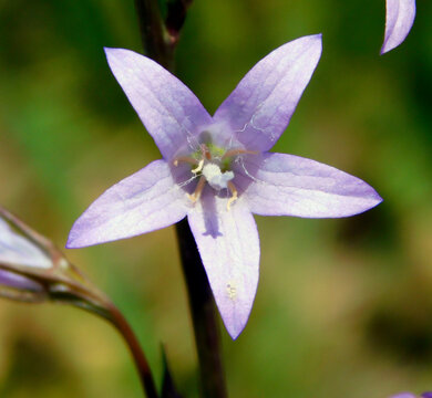raponchigo purple flower in wild nature