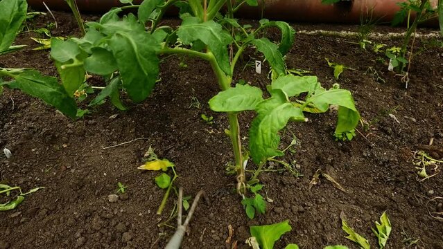 Close-up hand is loosening ground by small gardening tool, rake in a garden. Point of view. Concept of sustainable living. Growing organic food. Farming, agriculture and gardening.