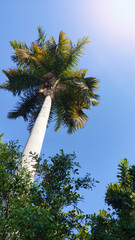 Palm Trees Swaying in the Tropical Breeze under a Clear Blue Sky