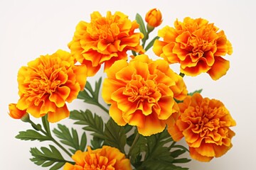Marigold flowers on white background