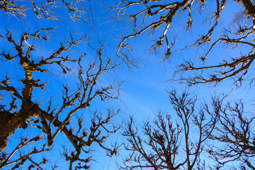 Gnarled bare branches of old trees seen from below against a bright blue sky