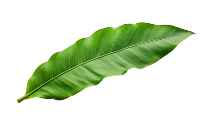 Obraz premium Banana leaf isolated on white or transparent background