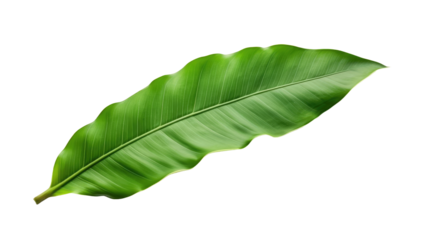 Banana leaf isolated on white or transparent background