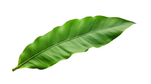 Banana leaf isolated on white or transparent background