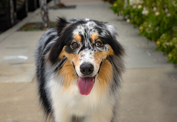 22023-12-31 A FRONTAL PHOTOGRAPH OF A TRI COLORED AUSTRALIAN SHEPARD WITH BRIGHT EYES AND A OPEN MOUTH AND A BLURRY BACKGROUND IN BALBOA CALIFORNIA