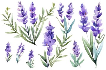 Lavender flowers, leaves and branches set
