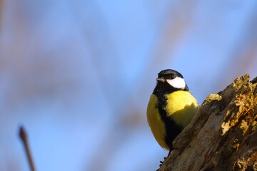 Kohlmeise auf totem Baum in der Wintersonne