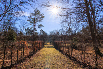 The sun shines in the blue sky over a park in winter with old trees and beech hedges