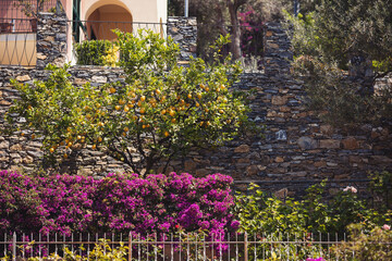 Italian garden with bougainvillea and lemon tree. Bright purple flowers of Bougainvillea blooming on the ancient stone wall of small mediterranean village. 