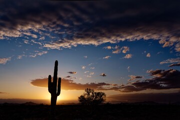 Saguaro cactus at sunset - obrazy, fototapety, plakaty