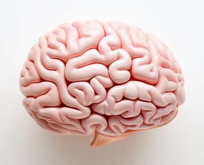 a human brain model