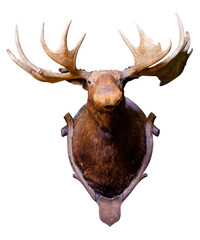 animal moose head stuffed isolated on white background