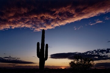 Saguaro cactus at sunset