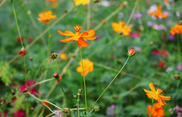 Deep yellow cosmos flowers bloom on trees in the garden.

