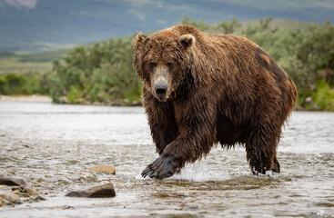 A brown bear fishing for salmon in Karmai. Alaksa