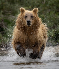 Obraz premium A brown bear fishing for salmon in Karmai. Alaksa