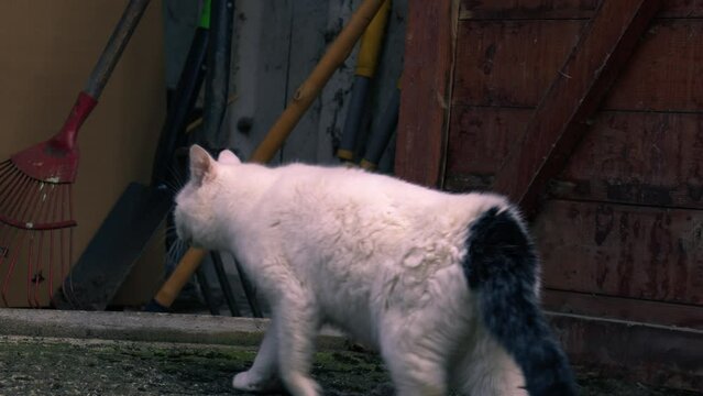 Lost cat walks into garage