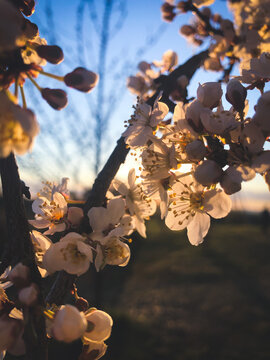 Fototapeta spring blossoms
