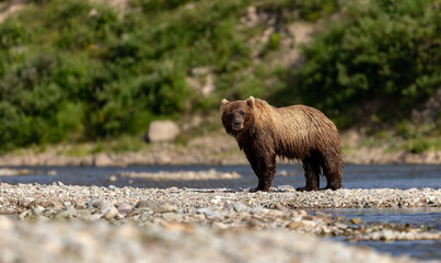 Obraz premium Brown bear fishing for salmon in Katmai, Alaska. 
