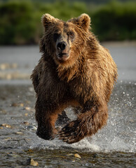 Obraz premium Brown bear fishing for salmon in Katmai, Alaska. 